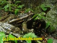 /home//u458753944/public_html/sourcegallery///////Roxborough Toad Detour/2024/2024-02-28/P2281320.JPG